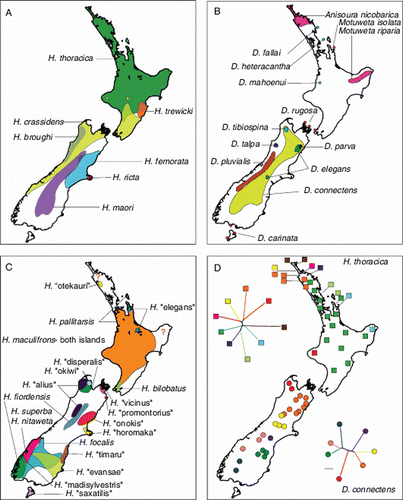 Figure 2  New Zealand biogeography—the weta exemplar. In keeping with observations of the distribution of plant endemicity, the distribution of diversity in many New Zealand taxa has a South Island bias. For example, in the family of crickets called weta (Anostostomatidae), species diversity in the three main genera Hemideina (A), Deinacrida (B), Hemiandrus (C), is highest in South Island; a distinct group of ‘tusked weta’ occur only in the northern parts of North Island (B, Anisoura, Motuweta); wide species ranges in some Hemiandrus and Hemideina extend through North Island. Only two species have distributions that bridge Cook Strait (Hemideina crassidens, A; Hemiandrus maculifrons, C). In one of these, Hemideina crassidens, low genetic distances in phylogeographic data suggest recent exchange between islands. In contrast, high genetic diversity exists among populations of the widespread species Hemideina thoracica (D) and Deinacrida connectens (D), in northern North Island and South Island, respectively. Data from Johns (Citation2001), Trewick et al. (Citation2000), Morgan-Richards et al. (Citation2001), Trewick and Morgan-Richards (Citation2005, Citation2009), Goldberg et al. (Citation2008) and Pratt et al. (Citation2008).