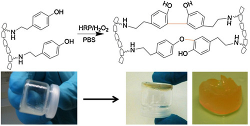 Figure 17 Chemical crosslinking of tyramine residues on xylan polymeric chains initiated by H2O2 (top) and tilt-test. Reproduced from Kuzmenko V, Hägg D, Toriz G, Gatenholm P. In situ forming spruce xylan-based hydrogel for cell immobilization. Carbohydr Polym. 2014;102(1):862–868.Citation150