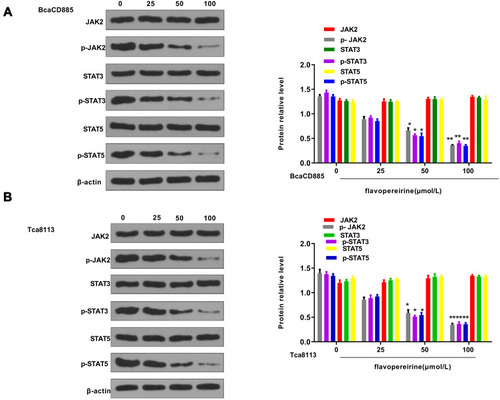 Figure 5 Flavopereirine inhibited the activation of JAK/STAT signaling pathway in vitro. The expression of JAK2, p-JAK2, STAT3, p-STAT3, STAT5 and p-STAT5 in BcaCD885 (A) and Tca8113 cells (B) after treatment with different concentrations of flavopereirine for 48 h was evaluated by Western blot. *P < 0.05, **P < 0.01 vs 0 μmol/L flavopereirine group.