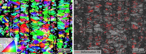 Figure 12. EBSD study of the 316L substrate after fracture, (a) orientation map and (b) distribution of deformation twin boundaries. TB: twin boundary.