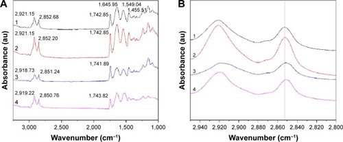 Figure 7 ATR-FTIR spectra of skin.Notes: 1: Control. 2: Stationary magnetic field. 3: Alternating magnetic field. 4: Stationary/alternating magnetic fields. (A) ATR-FTIR spectra of skin and (B) ATR-FTIR spectra of stratum corneum in the C-H stretching region between 2,800 and 2,950 cm−1.Abbreviation: ATR-FTIR, attenuated total reflection Fourier-transform infrared spectroscopy.