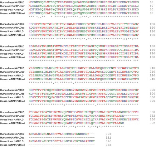 Figure 4. Multiple alignment among proteins from HS and MM linear and circular NAPEPLDiso1.