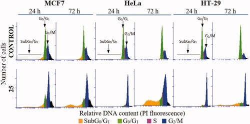 Figure 2. DNA content frequency histograms representing the progression on the cell cycle profile from 24 to 72 h in MCF7, HeLa, and HT-29 cell lines untreated (control) or treated with compound 25 at 175 nM. The position of subG0/G1, G0/G1, and G2/M peaks are indicated by arrows. Most of the cells are arrested at G2/M peak after 24 h treatment. Cell death is observed 72 h post-treatment by the increase in the percentage of cells at subG0/G1 region. The histograms shown are representative of three independent experiments. Control cells were run in parallel.
