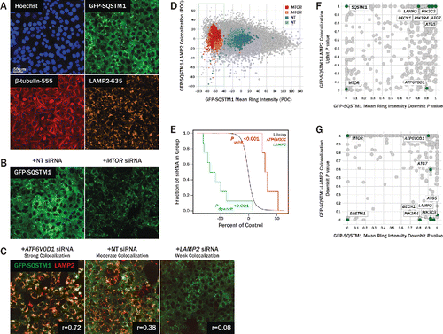 Figure 2. Review of primary screen. (A) U2OS cells expressing GFP-SQSTM1 (green, top right) were siRNA-transfected for 96 h and subsequently fixed and stained for nuclear DNA (blue, top left), TUBB (red, bottom left), and LAMP2 (orange, bottom right). Hoechst and TUBB channels were used for segmentation of nuclei and cell boundaries, respectively. (B) GFP-SQSTM1 localizes to the cytoplasm and autophagic puncta. Upon MTOR knockdown (right), autophagy is upregulated, GFP-SQSTM1 is degraded, and cytoplasmic intensity decreases. Degradation of GFP-SQSTM1 was quantified by measuring GFP-SQSTM1 intensity in a 10-pixel wide ring around the nucleus. (C) LAMP2 was stained to identify lysosomes, and cytoplasmic colocalization of GFP-SQSTM1 and LAMP2 was quantified using the Pearson correlation coefficient, r. Knockdown of LAMP2 (right) decreases colocalization relative to nontargeting controls (center), while ATP6V0D1 knockdown (left) attenuates lysosomal acidification and thus increases colocalization. (D) U2OS cells were transfected with 4 to 8 siRNA per gene, and each siRNA's effect on GFP-SQSTM1 mean ring intensity and GFP-SQSTM1 and LAMP2 colocalization was quantified and normalized to nontargeting controls. Individual siRNA results are plotted as percent of control (POC) with positive MTOR control siRNA (red, pink) and neutral control siRNA (blue, light blue) overlaid. Cell count results are reflected in the size of each data point, with higher cell counts represented with larger circles. (E) For each phenotype measured, siRNA POC values were condensed to gene-level P values using a rank-based orthogonal gene averaging (OGA) algorithm. GFP-SQSTM1 and LAMP2 colocalization POC values are plotted on a Kaplan-Meier-like survival plot for LAMP2 (green) and ATP6V0D1 (red) relative to a reference population (black). (F) At the gene level, GFP-SQSTM1 and LAMP2 colocalization uphit P values are plotted against GFP-SQSTM1 mean ring intensity downhit P values. While MTOR and ATP6V0D1 show significant colocalization uphit P values, their autophagy-promoting and autophagy-blocking phenotypes, respectively, are distinguished by their GFP-SQSTM1 mean ring intensity downhit P values. (G) At the gene level, GFP-SQSTM1 and LAMP2 colocalization downhit P values are plotted against GFP-SQSTM1 mean ring intensity downhit P values. While several essential autophagy genes (ATG5, BECN1, PIK3R4, PIK3C3) show significant colocalization downhit P values, these phenotypes are associated with nonsignificant GFP-SQSTM1 mean ring intensity downhit P values.