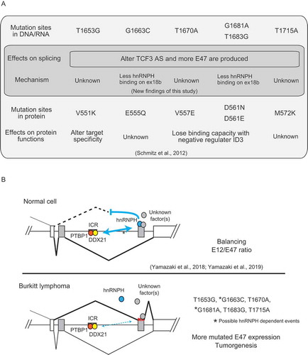 Figure 4. Summary of the effects of recurrent TCF3 mutations in BL, and a model of their effects on TCF3 AS regulation.