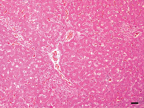 Figure 5. Micrograph of the liver from a meat-type duck showing pericentral necrotic hepatitis and mild congestion. H&E. Scale bar: 50 µm.