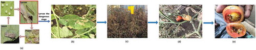 Figure 1. Tuta absoluta’s life cycle and its damage to tomatoes. (a) Four stages of T. absoluta’s life cycle. (b) Tomato leaf with T. absoluta mines. (c) Severe damage on tomato field. (d) Damaged tomato fruits in the field. (e) Damaged tomato fruit on the market