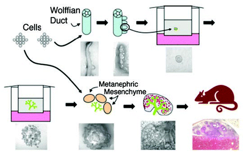 Figure 8 Schematic of a proposed strategy for bioengineering kidneys from in vitro models of kidney development. Initially, supernumerary UBs are induced from the isolated WD. Potentially each of these buds can be isolated and propagated to form multiple branched UBs in 3D ECM gels; each of which can then be recombined with freshly isolated MM. Following a period of mutual induction (i.e., 4–7 days), the recombined tissue (which now resembles a late-stage embryonic kidney) is then implanted into a host animal where it vascularizes and forms glomeruli. The possible use of cultured cells to engineer progenitor tissues (i.e., WD, UB and/or MM-like tissue) is also indicated. (From ref. Citation20).