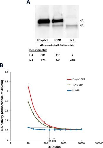 Figure 2. NA activities of NA-VLPs co-expressed with different levels of HA.H1N1-VLPs with different HA levels were collected from 293 T cells transfected with various DNA plasmids ratio and were normalized by the activities in NA-Star assays. (A) FLAG-tagged HA and NA protein levels (80 and 75 kDa) of the normalized VLPs were determined by western blotting using anti-FLAG monoclonal antibody. (B) Desialylation of fetuin by the VLPs was determined in ELLA. Mean absorbance at 492 nm is plotted against sample.
