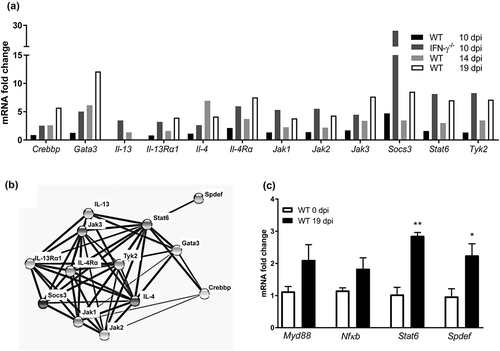 Figure 6. Expression of genes involved in mucin regulatory pathways during C. rodentium infection. (a) Changes in mRNA levels of infected WT (10, 14 and 19 dpi) and IFN-γ−/- (10 dpi) mice, expressed as mean fold change compared to non-infected controls and based on a qPCR cytokine array containing 84 mouse inflammatory cytokines, chemokines and receptor genes. The data sets for time point 0 and 10 dpi represents four mice (pooled two and two) and the time points 14 and 19 dpi are representative of three mice. The differences between the data sets (biological and technical replicates) at each time point were less than 15%. Expression data was normalized against the Gusb housekeeping gene, which was calculated to be the most stable of the five existing housekeeping genes in the array. B) Interaction network of the proteins encoded in the mRNA array that were connected to Stat6, generated by the STRING v10database (https://string-db.org). The lines connecting each node were weighted for confidence of interaction based on experimental datasets and published information. Stronger associations are represented by thicker lines. (c) mRNA levels determined by qPCR in an additional three WT mice 0 and 19 dpi. Gene expression was normalized against Hhprt and Eif2 housekeeping genes. Fold changes were calculated using ∆∆CT with the mean CT from non-infected control mice. Statistics: unpaired t-test *p < 0.05 and **p < 0.01 (n = 3).