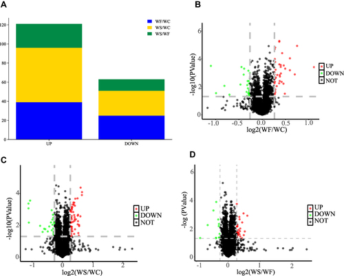 Figure 5 DEPs in the WF/WC and WS/WC groups. (A) The bar graphs show the number of total DEPs and up- and down-regulated proteins in the WF/WC and WS/WC groups. (B–D) The volcano plots of DEPs are shown in the WF/WC, WS/WC and WS/WF groups, respectively. The horizontal coordinate indicates the WF/WC group or WS/WC group log2 (Fold Change). The vertical coordinate indicates the -log10 (p-value) for comparison between the two groups. Screening criteria for DEPs were a Fold Change > 1.2 or < 0.83, and a p-value < 0.05.