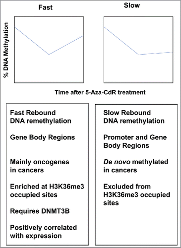 Figure 2. DNA remethylation kinetics after 5-aza-CdR treatment. Top: DNA remethylation of “Fast” (left) and “Slow” (right) CpG sites. Graphs are plotted as percent methylation (y-axis) vs. time after 5-Aza-CdR treatment (x-axis). Bottom: details of Fast and Slow rebounding genes.