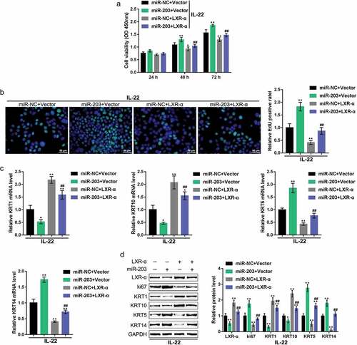 Figure 5. Dynamic effects of miR-203 and LXR-α on keratinocytes HaCaT cells were treated with IL-22 to generate a psoriasis-like dermatitis model in vitro. The cells were cotransfected with miR-203 and the LXR-α-overexpressing vector (miR-NC and Vector were used as negative controls, respectively), and examined for (a) cell viability using the MTT assay; (b) DNA synthesis capacity by EdU assay; (c) the mRNA expression of KRT5, KRT10, KRT1, and KRT14 using real-time PCR; and (d) the protein levels of LXR-α, ki67, KRT1, KRT10, KRT5, and KRT14 using immunoblotting. *P < 0.05, **P < 0.01, compared to control group; ##P < 0.01, compared to the miR-NC (negative control) + LXR-α group.