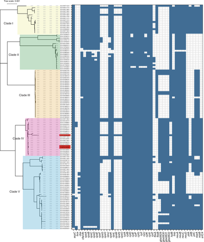 Figure 3 Core-genome phylogeny and virulence factors of GBS isolates from the NCBI genome database and the three isolates from this study. Scale bars represent the number of substitutions per site. The virulence gene distribution of GBS isolates is presented on the right. Isolates identified in this study are shown in red.