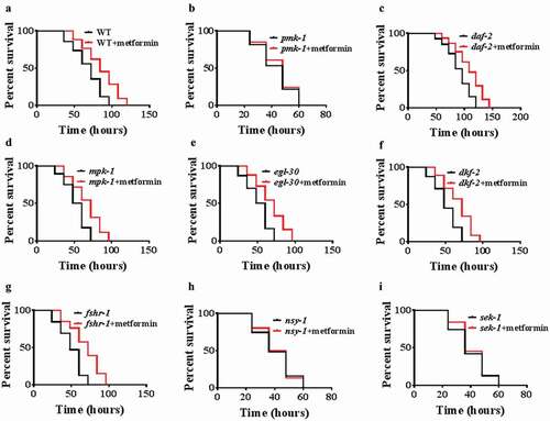 Figure 2. Metformin promotes innate immunity through the p38 MAPK pathway