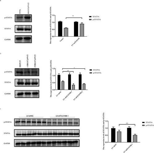 Figure 6. TLX1NB enhanced the phosphorylation of STAT5A. (a) The western blotting results of STAT5A and p-STAT5A in HCT116 cells transfected with LV-oeTLX1NB or empty vector control in vitro. (b) The western blotting results of STAT5A and p-STAT5A in SW620 cells transfected with LV-shTLX1NB-1, LV-shTLX1NB-2 or LV-shNC in vitro. (c) The western blotting results of STAT5A and p-STAT5A in metastasis tumor nodules of LV-shNC or LV-shTLX1NB-1 group. *P < 0.05; **P < 0.01; ***P < 0.001.