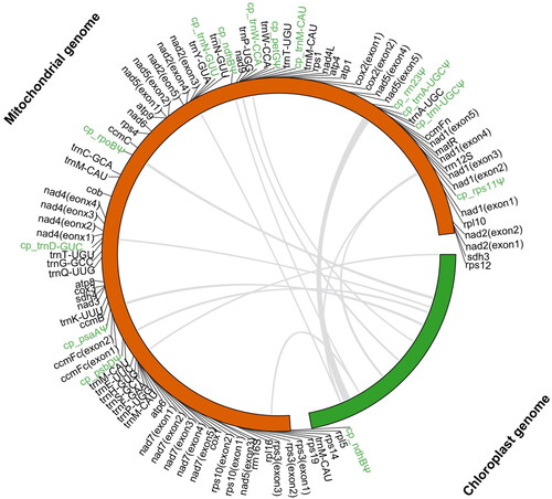 Figure 3. Mitochondrial sequences of plastid origin (MTPTs) in the mitogenome of Bauhinia variegata. Chloroplast genome (excluding one IR) is shown in green and mitochondrial genome is colored in orange. Grey lines within the circle indicate transferred regions from the chloroplast genome. Genes or pseudogenes (with a symbol ‘Ψ’) transferred from the chloroplast genome are marked in green.