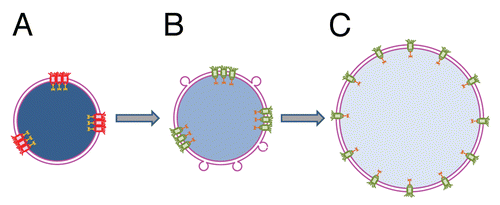 Figure 2 Proposed mechanism of nuclear transport rescue by cytosol-dependent liposome fusion. (A) Shortage of membrane material mechanically restricts chromatin decondensation leading to formation of small undeveloped nuclei enclosed by double membrane NE. Uneven distribution of fully assembled NPCs following uneven distribution of NPC anchoring sites at lamina and chromatin results in functional incompetence of closely spaced pores. (B) Addition of membrane material by cytosol-dependent fusion of liposomes allows additional chromatin decondensation, increases the distances between NPC anchors, and thus, the pores and restores active nuclear transport. (C) Further NE growth is accompanied by full chromatin decondensation and restoration of an even NPC distribution. Functional and non-functional NPCs are shown in green and red, respectively. Degree of chromatin decondensed is depicted by color saturation with less saturated blue color representing more decondensed chromatin.