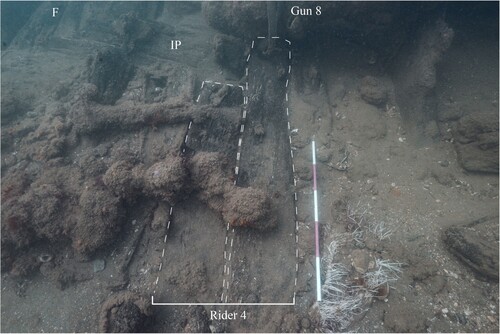 Figure 16. Photo showing rider 4 extending up to below the gundeck level. Gun 8 represents gundeck level, F – Frames and IP – inner planking. The scale is 1 m with 20 cm increments (photo by Daniel Pascoe).