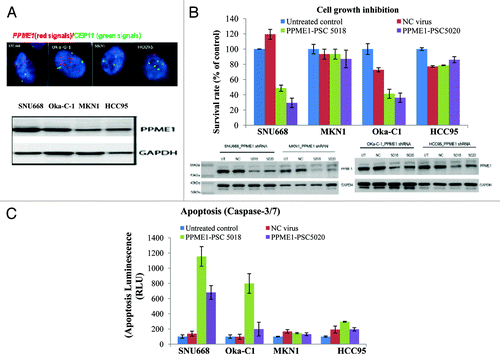 Figure 2. Cell growth inhibition and apoptosis induction by a short-hair (sh)RNA-mediated knockdown of PPME1. (A) Characterization of two PPME1-amplified cancer cell lines (SNU668 and Oka-C-1) and two PPME1 nonamplified cancer cell lines (MKN1 and HCC95) using western blot and fluorescence in situ hybridization analysis. (B) Cells were cultured for 72 h after PPME1 shRNA transfection, and cell viability was analyzed by Acumen assay. Graphs indicate the level of cell survival in the PPME1-amplified cancer cell lines and nonamplified cancer cell lines; PPME1 protein expression suppression by shRNA was analyzed by western blot analysis. (C) Cells were incubated with PPME1 shRNA at the indicated concentrations for 72 h and caspase 3/7 activity was then measured by ELISA assay. The results are representative from three independent experiments.