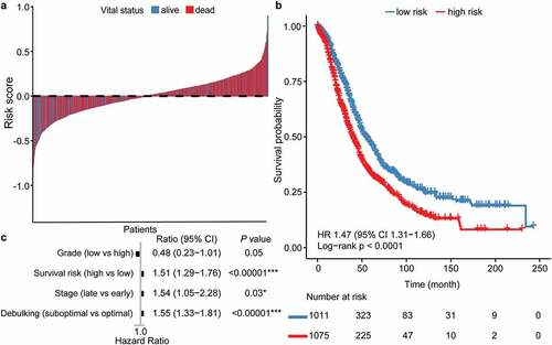 Figure 2. Patient stratification by immune infiltration derived prognostic immune score. (a) Risk score landscape among dead and alive OC patients, the dashed line denotes the mean. Patients with risk score larger than mean are categorized as “high risk,” otherwise “low risk.” (b, c) Kaplan–Meier and Cox survival analysis of “low-risk” and “high-risk” groups with OS as endpoint. OC, ovarian cancer. OS, overall survival