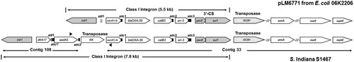 Figure 1. Comparison of class I integron in the pLM6771 and the S. Indiana strain S1467. The complete class I integron in S. Indiana S1467 was revealed by filling the gap between the Contig 108 and Contig 33 using primer pair of Ct108 and Ct33 (Table S3; depicted by solid triangles). The grey arrows indicate the class I integron-associated intI1 gene and the typical 3’-conserved segment (3’-CS) containing qacE and sul1 genes. The grey and solid rectangles represent the critical signature sequences of the class I integron (attI and attC sites). The dotted arrow represents the unique transposase gene ISCR1 immediately downstream of the class I integron. The open arrows denote various AR genes (detailed annotations in Table 3).