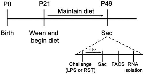 Figure 1. Experimental timeline. High fat diet or control diet was administered from 3 to 7 weeks of age. On the experimental day, stressor exposure (LPS injection or 15′ RST) occurred 1 h before brain collection/microglial isolation/RNA preparation.