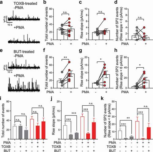 Figure 5. C. difficile toxin B (TOXB), but not 1-butanol (BUT), eliminated PMA-sensitive SP2 vesicles. (a) Representative recordings from a PC12 cell pretreated with 100 ng/ml TOXB for 18 h. Traces from the same cell before (-PMA, upper) and after (+PMA, lower) PMA treatment are shown. (b-d) Individual data points for the total number of release events (b), averaged spike rise slope of each cell (c) and number of release events from SP2 (events with rise slope > 6 pA/ms) (d) before and after PMA treatment were plotted as the mean ± SEM. The data were collected independently from 8 cells. (e) Representative recordings from a PC12 cell maintained in 0.2% BUT throughout the whole experiment. Traces from the same cell before (-PMA, upper) and after (+PMA, lower) PMA treatment are shown. (f-h) Individual data points for the total number of release events (f), averaged rise slope of each cell (g) and number of release events from SP2 (h) before and after PMA treatment were plotted as the mean ± SEM. The data were collected independently from 6 cells. (i-k) The total number of release events (i), averaged spike rise slope of each cell (j) and number of release events from SP2 (k) before and after PMA treatment from 17 control cells (see Figures 1 and 2), 8 TOXB-treated cells (see panels a-d) and 6 BUT-treated cells (see panels e-h) were replotted together as the mean ± SEM. For the data in panels b-d and f-h, paired t-tests were used to evaluate significance, and for the data in panels i-k, unpaired t-tests were used. n.s. P > 0.05, *P < 0.05, **P < 0.01, ***P < 0.001.