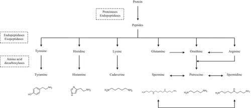 Figure 1. Formation pathway of several biogenic amines (adopted and extended from[Citation28]).