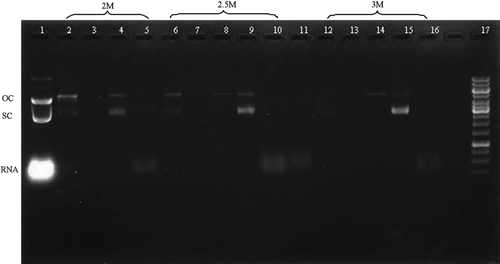 Figure 2.  Agarose gel electrophoresis analysis. Lane 1: lysate; Lane 2, 6, 12: loading sample; Lane 3, 7, 13: Flow-through peak; Lane 4, 8, 14: First elution peak; Lane 5, 9, 15: Second elution peak; Lane 10, 16: Third elution peak; Lane 17: DNA ladder.