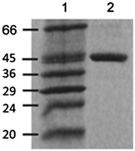 Figure 2. Typical 12.5% SDS-polyacrylamide gel electrophoresis analysis of recombinant mtCK (3 μg) after expression and purification from E. coli. (Lane 2). Lane 1: Molecular weight markers.
