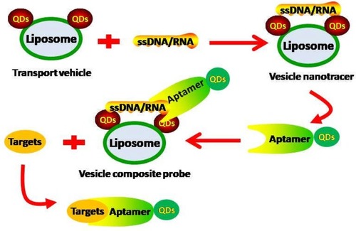 Figure 2 Using QD-conjugated NVs to directly detect GI premalignant lesions. A transport vehicle is first constructed by conjugating a liposome to QDs. Next, a vesicle nanotracer is constructed by conjugating a labeled single stranded DNA/RNA binding protein to the transport vehicle. Following this, a vesicle composite probe is formed by combining the vesicle nanotracer with an aptamer that is labeled with other QDs. The designed aptamer should be able to recognize and bind to the labeled protein in the vesicle nanotracer and to the in vivo target. Upon encountering the in vivo target, the aptamer binds to it preferentially and dissociates from the vesicle nanotracer.