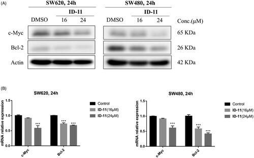 Figure 8. Effects on c-Myc and Bcl-2 protein and mRNA expression in CRC cell lines by treatment of compound ID-11. (A) The expression levels of proteins c-Myc and Bcl-2 in SW620 and SW480 cells. Cells after treating with ID-11 (0, 16, and 24 μM) for 24 h, proteins were extracted and the relative expression levels were determined by western blot assay. (B) The mRNA expression levels of c-Myc and Bcl-2 in SW620 and SW480 cells. Cells after treating with ID-11 (0, 16, and 24 μM) for 24 h, the total RNA was extracted, quantified and the mRNA levels of c-Myc and Bcl-2 were determined by qRT-PCR.