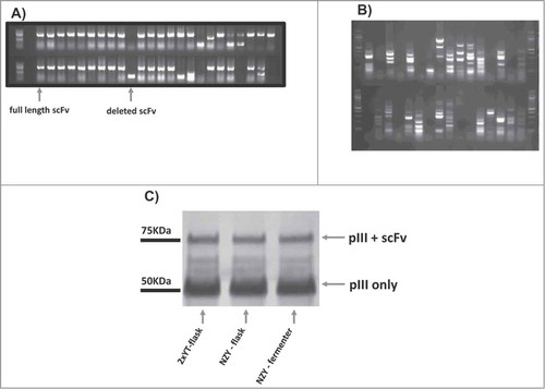 Figure 3. Phage antibody library quality for the 3 libraries was determined by: (A) PCR reaction to estimate the ratio of full length scFv (∼800bp) to deleted fragments (∼400bp); (B) fingerprinting to assess the diversity of the different single clones; (C) Western blotting to evaluate scFv display levels on the surface of phage. For panel (a) and (b) PCR and fingerprinting form clones of the stirred-tank bioreactor-library are shown as an example.