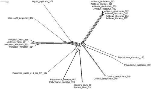 Figure 1. NeighborNet network of the COI gene from specimens of Chiroptera assigned to different species.