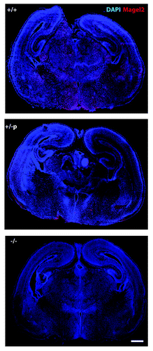 Figure 1. Detection of Magel2 transcript on brain sections of Magel2 +m/-p mice. Using a specific anti-sense probe for Magel2 transcriptCitation44 (in red), in situ hybridization was performed on coronal brain sections issued from Magel2 +/+, Magel2 +m/-p, and Magel2 −/− newborns (P0). Although no signal was detected on brain sections from Magel2 −/− mice, an expected signal is detected in wild type mice and also in Magel2 +m/-p mice. Scale bar: 500 µm.