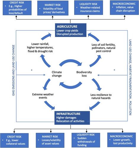 Figure 1. Interconnected climate- and biodiversity-related physical impacts may have compounding economic impacts that result in higher than expected financial risks. Source: Authors’ own illustration