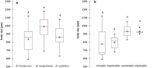 Figure 4. Body sizes of three Diaphanosoma species (a), and body sizes of D. brachyurum in different trophic conditions (b). The lower and upper limits of the boxes are the first and third quartiles, respectively. The crosses correspond to the means and the central horizontal bars are the medians. Points above or below the whiskers are the outliers and extreme values. The different letters (a, b) above the box plots denote significantly different values at p < 0.05; the same letters denote no statistically significant differences.