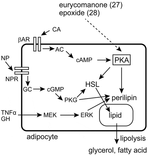 Figure 4. Lipolytic pathways and the target of eurycomanone (27) and its epoxide (28). Compounds 27 and 28 have their effect through the activation of PKA. The involvement of ERK in this activity has been ruled out, but other proteins involved in lipolysis have not been studied in detail. AC: adenylyl cyclase, βAR: β-adrenergic receptor, CA: catecholamine, cAMP: cyclic adenosine monophosphate, cGMP: cyclic guanosine monophosphate, ERK: extracellular signal-regulated kinase, GC: guanylyl cyclase, GH: growth hormone, HSL: hormone-sensitive lipase, MEK: MAPK/ERK kinase, NP: natriuretic peptide, NPR: natriuretic peptide receptor, PKA: cAMP-activated protein kinase, PKG: cGMP-activated protein kinase, TNFα: tumor necrosis factor-α.