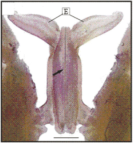 Figure 13. Macroscopy of the dorsal view of the petasma of a male (10.3 mm CL). Region with cincinnuli (arrow); terminal expansion (E). Scale bar = 1 mm.