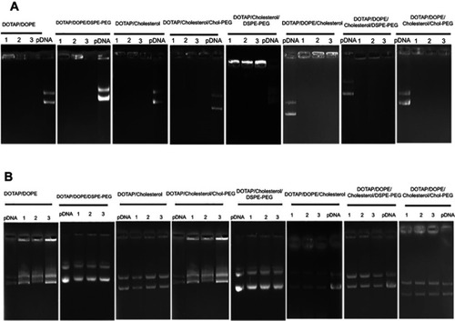 Figure 2 Gel retardation assay of lipoplexes at different N/P ratios (3, 5, 7).Notes: (A) Agarose gel (1%) retardation assay of all (PEGylated) CLs formulations mixed by 1 µg pGL3 plasmid at various N/P ratios. pDNA control: pGL3, lanes 1–3: N/P ratios 3, 5 and 7, respectively. (B) The mobility pattern of released pGL3 from the complexes by SDS 1% at different N/P ratios. pGL3 control: pGL3, lanes 1–3: N/P ratios 3, 5 and 7, respectively.Abbreviation:  CLs, cationic liposomes.