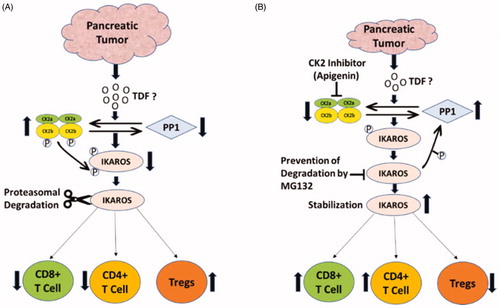 Figure 3. Proposed model of Ikaros' regulation by CK2 in pancreatic tumor. (A) Pancreatic tumor-derived factors. (TDF) enhanced CK2 activity and inhibited protein phosphatase 1 (PP1) activity. Enhanced CK2 activity hyperphosphorylated Ikaros leading to polyubiquitination and protein degradation by the ubiquitin-proteasome system. (B) CK2 inhibitor Apigenin (API) inhibited CK2 activity and stabilized Ikaros expression by increasing PP1 activity which resulted in T cell homeostasis and anti-tumor immune responses. Proteasome inhibitor MG132 in vitro directly inhibited the activity of the ubiquitin-proteasome system, prevented proteasomal degradation of Ikaros and stabilized its expression in pancreatic tumor microenvironment. Modified from Nelson study [Citation94].