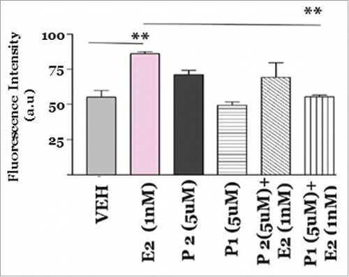 Figure 10. Effect of S100 peptides on MCF7 breast cancer cell proliferation. MCF7 cells were treated with A) Vehicle (0.1% DMSO); B) Estradiol 1nM; C) S100 Peptide P1 5 uM and D) S100 Peptide P1 5 uM + Estradiol 1 nM for 8 hours at 37oC with 5% CO2 and 10% humidity. A Click-iT 5-ethylnyl-2′-deoxyuridine (EDU) Alexa Fluor 488 based High Content Screening assay was performed in the 96 well format and fluorescence intensity was captured by employing 495nm excitation and 519nm emission filters with the Bio-Tek Synergy plate reader. All assays were run in triplicates. Error analysis and statistics was performed using GraphPad Prism. Results represent the mean ±standard deviation, where ** represents **p < 0.01.