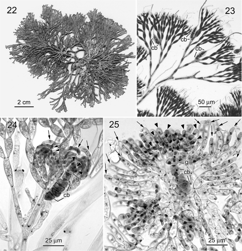 Figs 22–25. Macrocarpus perennis, gen. et comb. nov. (Figs 22, 23: Won-Li-Dong, PinTung County, Taiwan; Figs 24, 25: Houtou, Orchid Island, Taiwan). 22. Habit of a female plant. 23. Close-up of assimilatory filaments and carpogonial branches (cb). 24. An early post-fertilization stage showing carpogonial branch (cb), gonimoblast initial (gi), primary gonimoblasts (arrowheads) and young involucral filaments (arrows). 25. A later post-fertilization stage showing carpogonial branch (cb), gonimoblast initial (gi), young gonimoblasts (arrowheads) and involucral filaments (arrows).