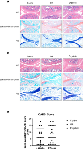 Figure 7 Histopathological analysis of the rat knee joint. (A, B) Representative hematoxylin-eosin, safranin O/fast green and toluidine blue staining images of rat knee cartilage from different groups after four (A) or eight (B) weeks of engeletin intervention. (C) Scatter plot of the OARSI scores of the knee cartilage from different groups.