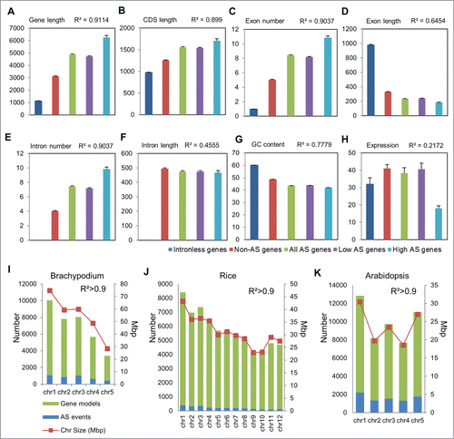 Figure 1. Genomic attributes of intronless, constitutively- and alternatively-spliced genes and relationship with splicing incidence and frequency. (A) Gene length [bp] (B) CDS length [bp] (C) exon number, (D) exon length [bp], (E) intron number, (F) intron length [bp] (G) %GC content, and (H) expression [Fragments per kilobase of transcript per million mapped fragments, FPKM] statistics of intronless genes, constitutively spliced (Non-AS) and alternatively spliced (AS) genes are graphed. Genes with <5 and ≥5 isoforms are designated as low and high AS genes respectively. Pearson correlation coefficient values (R2) among the different groups are indicated. Error bars represent standard error. Statistically significant differences (α < 0.01) are determined by Tukey's Studentized Range test. AS event frequency and correlation to genome size and number of gene models per chromosome in (I) Brachypodium, (J) rice, and (K) Arabidopsis are shown. The genomic features of Brachypodium, rice and Arabidopsis were obtained from Phytozome, IGRSP, and TAIR databases, respectively.