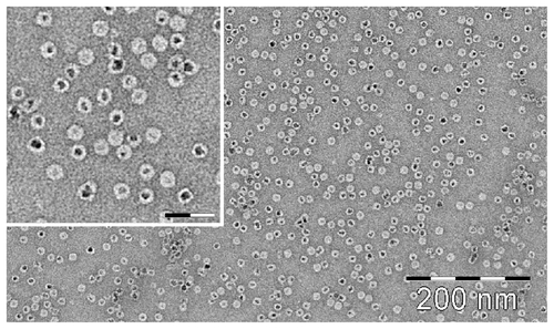 Figure S4. TEM image of magnetite/maghemite-containing HFt-MSH showing the metallic core (black) surrounded by the HFt shell (white). Inset: 2.5× magnified image, scale bar 32 nm.Abbreviations: HFt, human protein ferritin; MSH, melanocyte-stimulating hormone peptide.