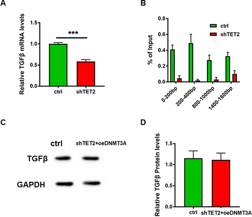 Figure 5 TET2 regulates the 5hmC in the TGFβ promoter region. (A) The TGFβ mRNA level in HDFs after vector transfection 48h which was detected Q-PCR. (B) After enrichment of 5hmC by co-immunoprecipitation, the target DNA residue was detected by Q-PCR. (C) The protein level of TGFβ in the DNMT3A over-expressed strain that was transfected with shTET2. (D) Relative band intensity of picture C detected grey scanning ***p<0.001.