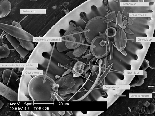 FIGURE 3. Scanning electron micrograph of diatoms from Lake Toskal, Finland (sample 25). This sample, from a depth of 25.5 cm below the lake floor, is typical of sediment from a remote alpine or sub-Arctic lake. The sample consists predominantly of well-preserved diatom valves and has an average (median) particle size of 15 μm