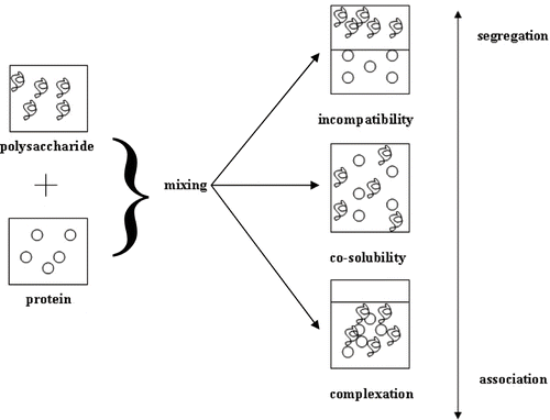 Figure 1 Main trends in the behaviour of protein/polysaccharide mixtures (modified from de Kruif and Tuinier[Citation13]).
